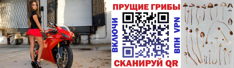 Псилоцибиновые грибы Psilocybine cubensis  даркнет сайт  Приозерск 
